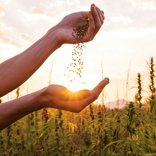 Hemp, Cannabidiol (CBD) & Marijuana: Know your stuff!