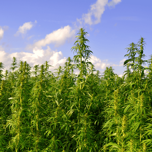 Hemp and Carbon Sequestration: A Sustainable Solution for Climate Change!