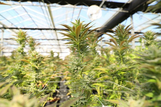 Understanding Cannabis: Classification, Cultivation, and Key Differences
